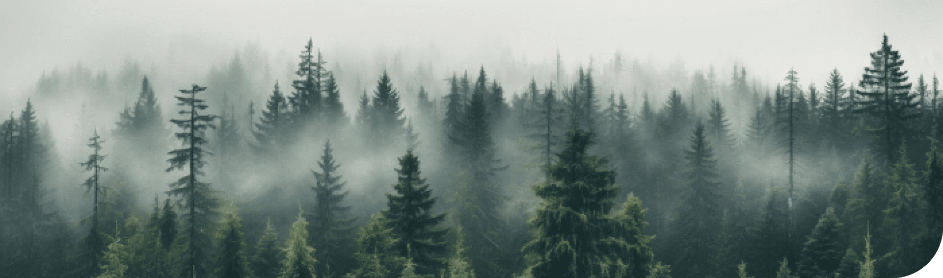 Лесовосстановление